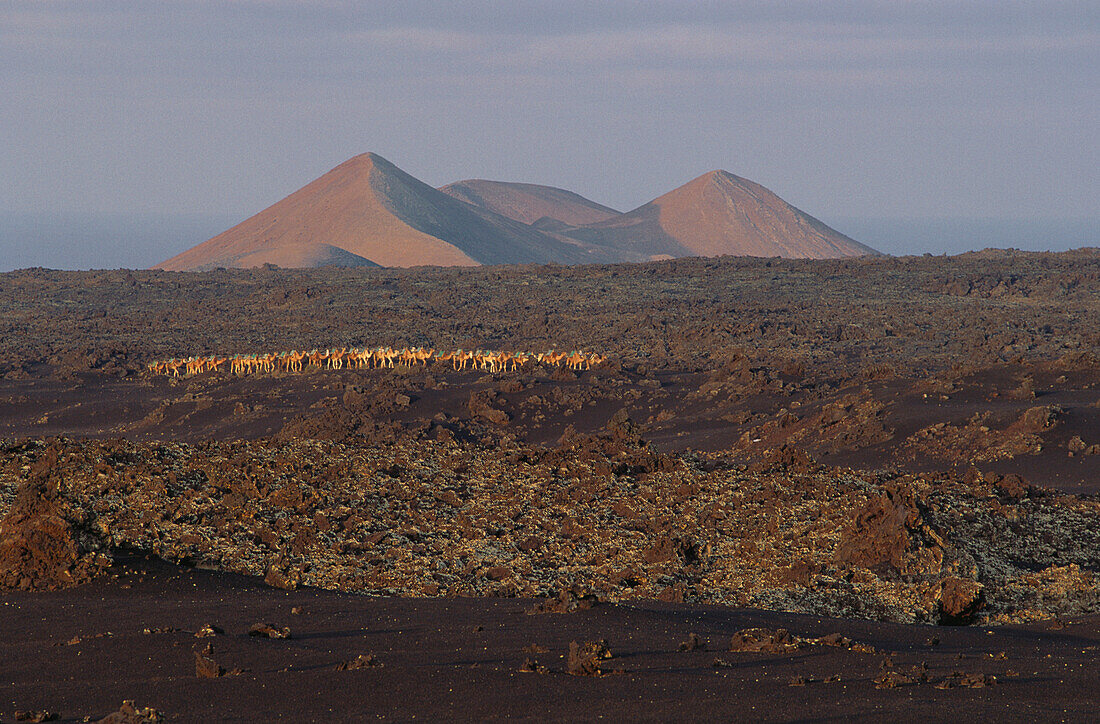 Volcanos on the horizon and camels at dawn, Timanfaya National Park, Lanzarote, Canary Islands, Spain, Europe