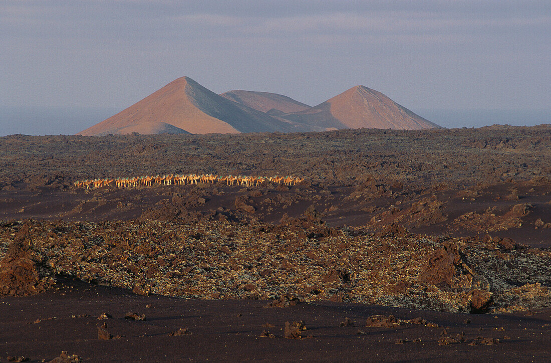 Vulkane am Horizont und Kamele in der Morgendämmerung, Timanfaya Nationalpark, Lanzarote, Kanarische Inseln, Spanien, Europa