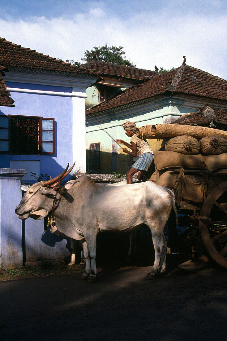 Ein Mann auf einem beladenen Ochsenkarren, Candolim, Panjim, Goa, Indien