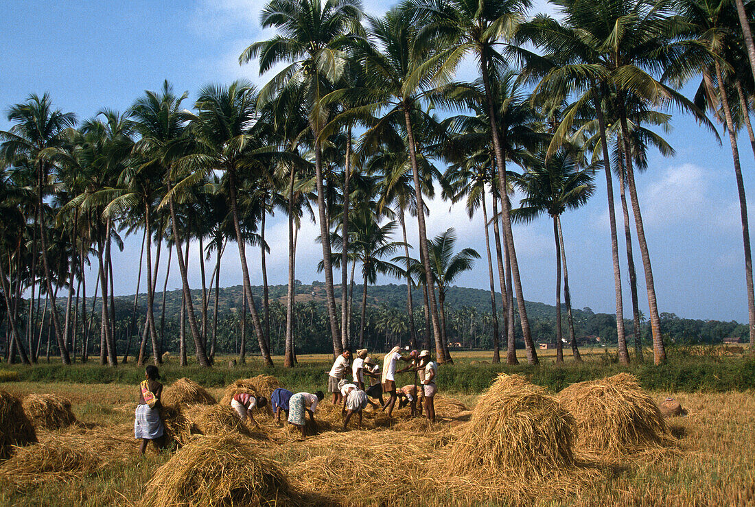 Menschen bei der Ernte auf einem Reisfeld, Goa, Indien