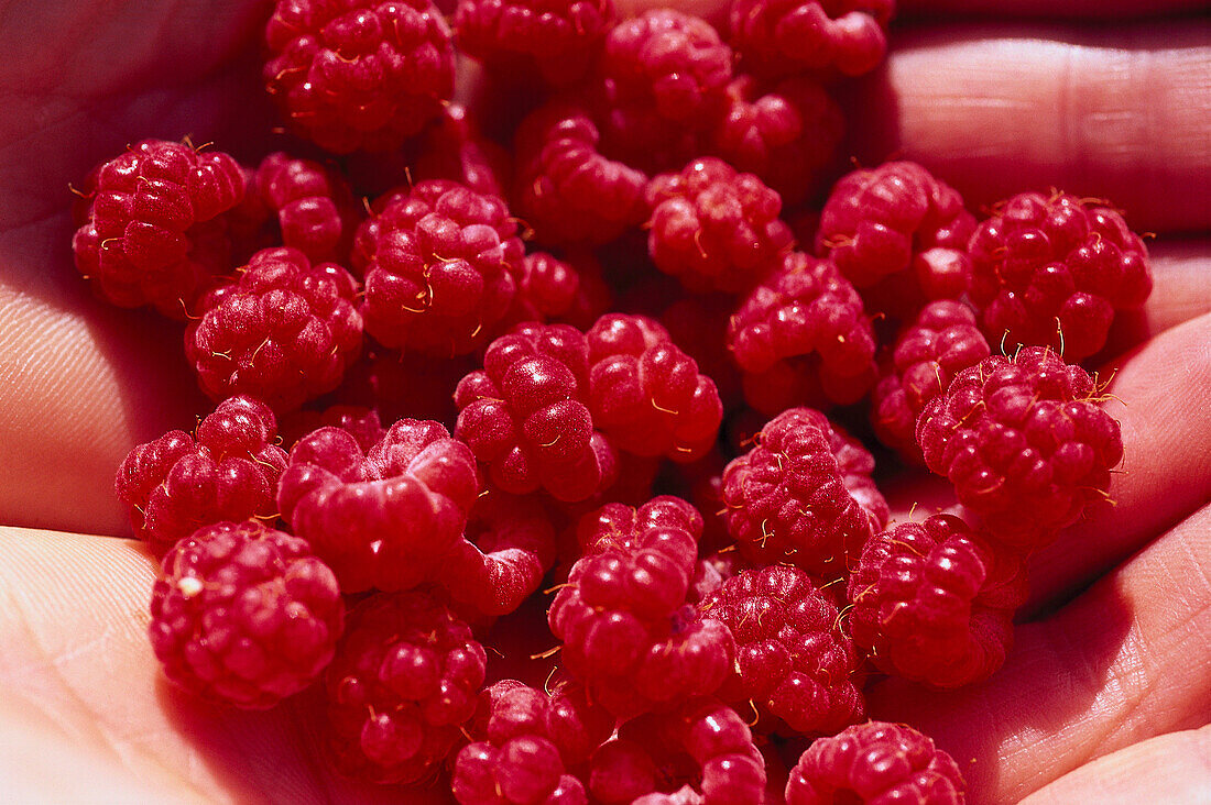 A fistful wild raspberries