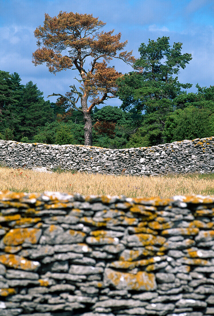 Kalksteinmauern vor Bäumen, Farö, Gotland, Schweden