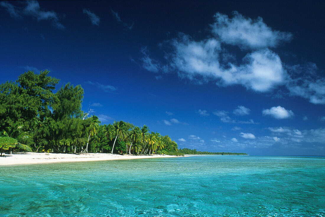 Palmen auf der Insel Motu Rangiroa unter blauem Himmel, Französisch Polynesien, Südpazifik, Ozeanien