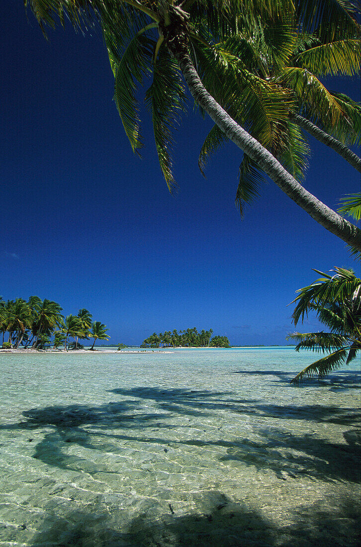 Kokospalmen auf Motu, Blaue Lagune, Atoll Rangiroa, Tuamotus Französisch Polynesien