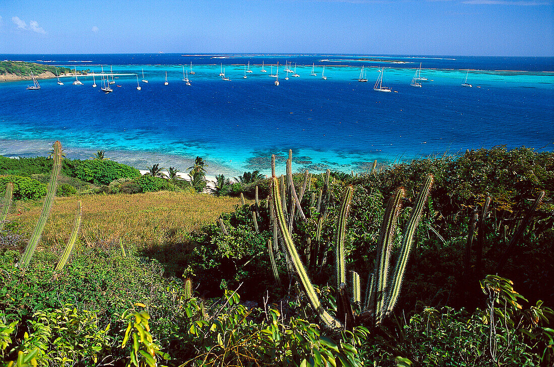 Blick auf Boote in einer Bucht im Sonnenlicht, Horseshoe Reef, Tobago Cays, St. Vincent, Grenadinen, Karibik, Amerika