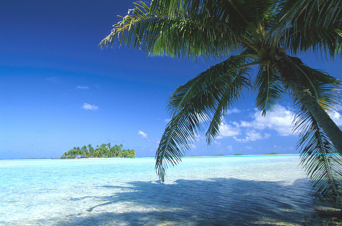 Coconut palm trees on Motu island under blue sky, Tuamotu, French Polynesia, South Pacific, Oceania