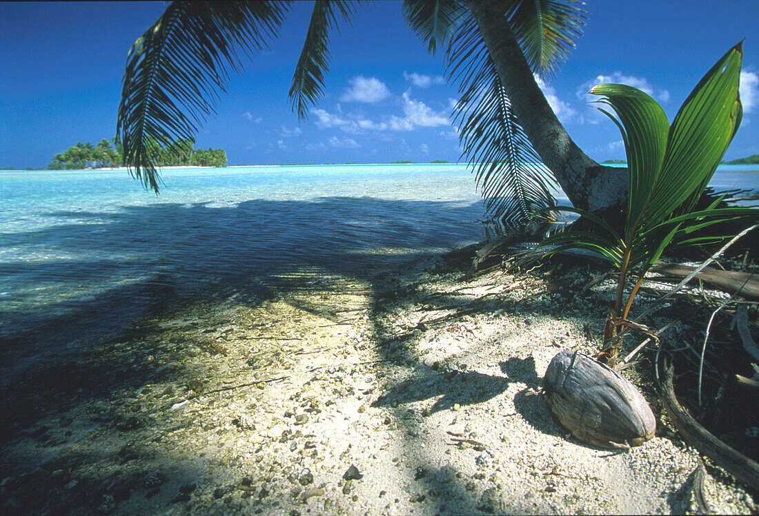 Junge Kokospalme waechst aus Nuss, Korallenstrand, Insel Rangirosa Tuamotu, Fr. Polynesien