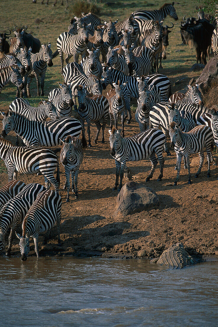 Durstige Burchell Zebras drängen am Fluß, wartendes Krokodil, Mara Fluss Masai Mara National Reserve, Kenia