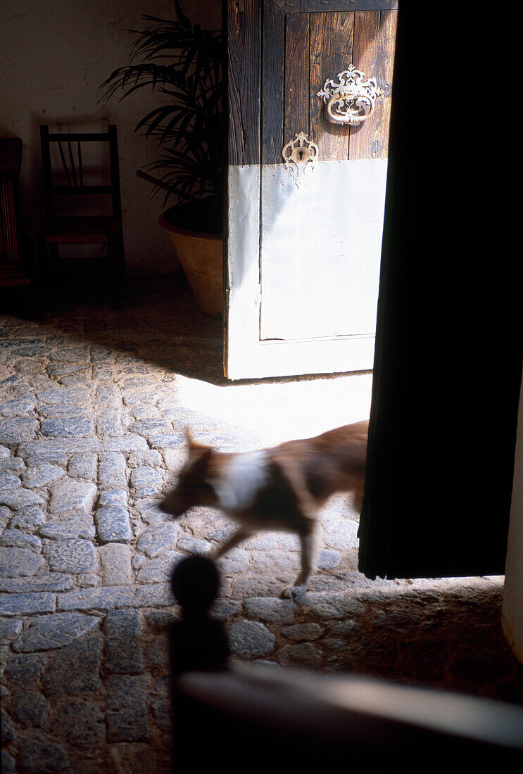 Hund betritt eine Finca, Mallorca, Balearen, Spanien