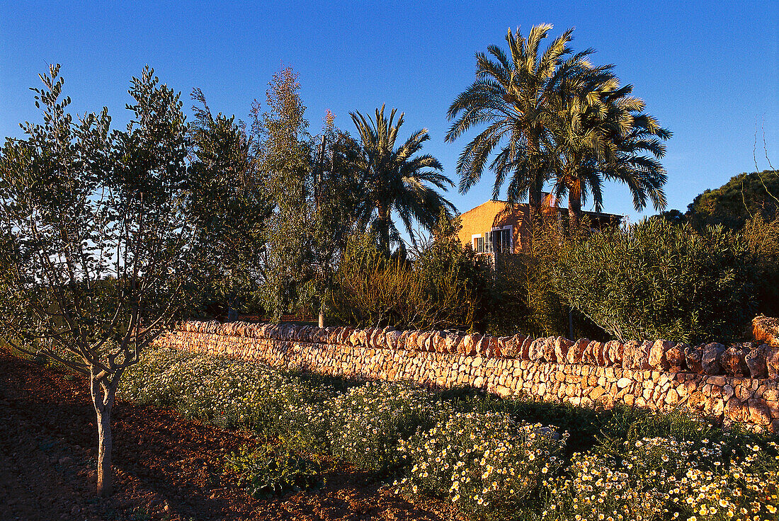 Finca Es Figueral und Palmen unter blauem Himmel, Mallorca, Spanien, Europa