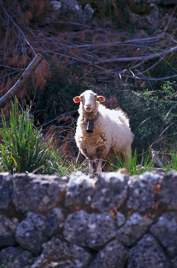 Freilaufendes Schaf, Tramuntana, Mallorca Balearen, Spanien