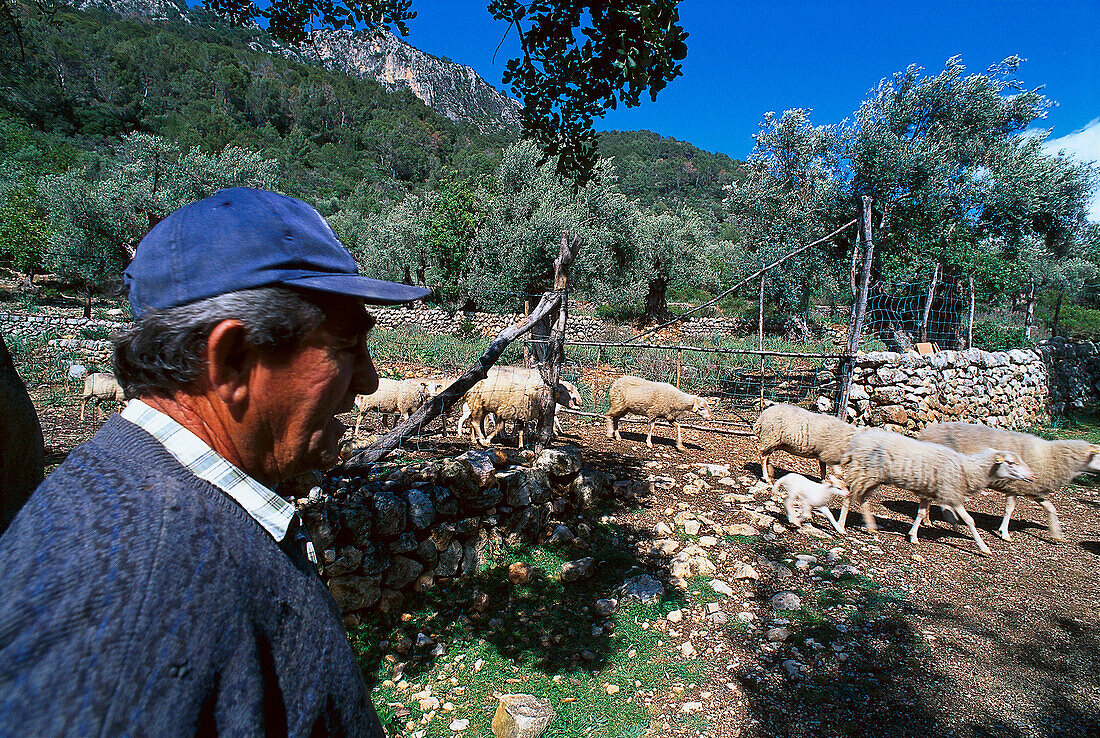 Bauer der Finca Es Castell, bei Campanet, Tramuntura Mallorca, Spanien