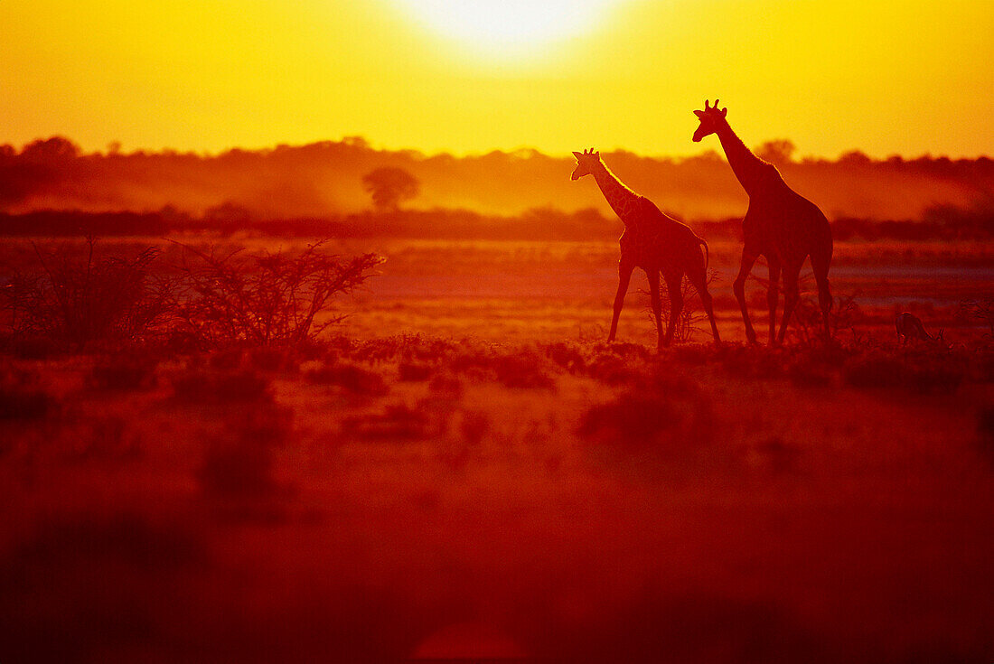 Zwei Giraffen im Etosha Nationalpark bei Sonnenuntergang. Namibia, Afrika