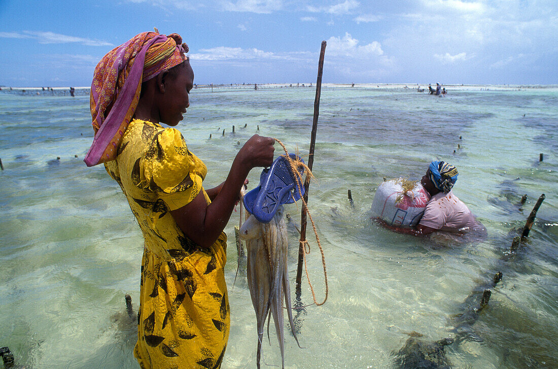Zwei Frauen holen Tintenfische aus dem Meer, Sansibar, Tansania, Afrika
