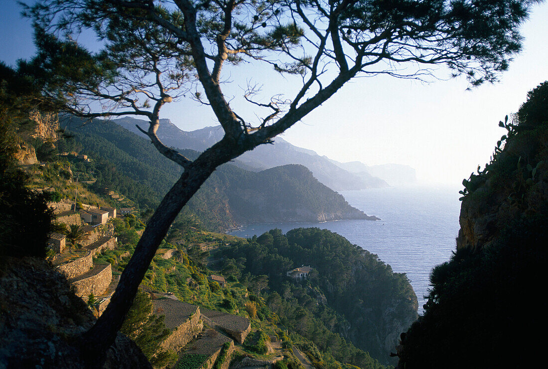 Blick auf die Küste und sonnenbeschienene Terassenfelder, Banyalbufar, Serra de Tramuntana, Mallorca, Spanien