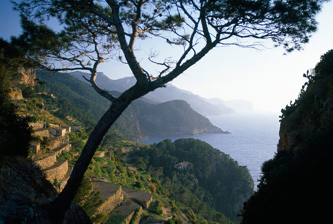 View at the coastline and sunlit cultivation terraces, Banyalbufar, Serra de Tramuntana, Majorca, Spain