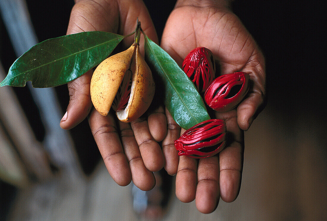Hands holding fresh nutmegs, Grenada, Caribbean, America