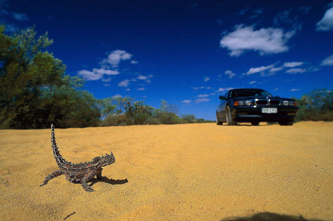 Thorney Devil Lizard, Kalbari National Park Western Australia, Australia