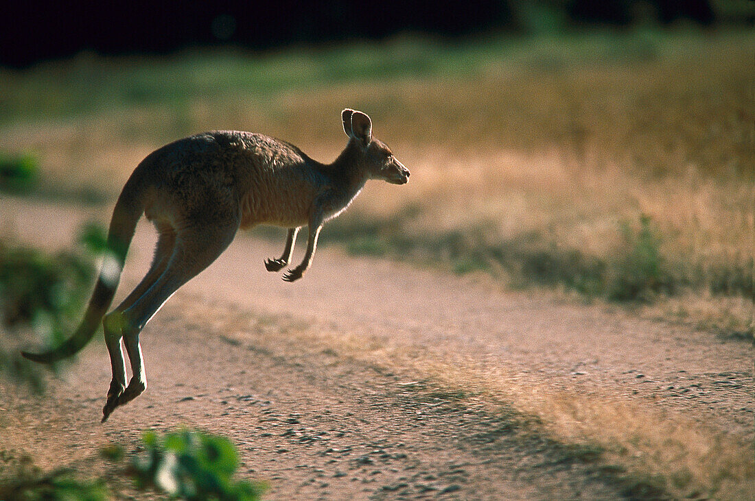 Grey Big Kangaroo hopping over a country road, New South Wales, Australia