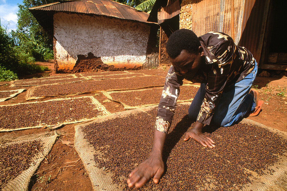 Ein Mann beugt sich über trocknende Gewürznelken, Donge, Sansibar, Tansania, Afrika