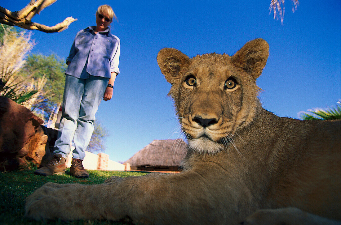 Der junge Löwe Matata und eine Frau unter blauem Himmel, Okonjima, Namibia, Afrika