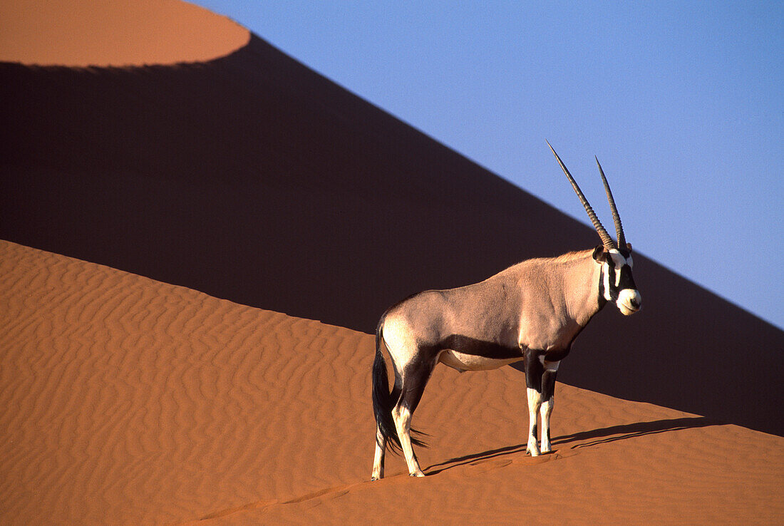 Oryx Antilope steht auf einer Düne im Sonnenlicht, Namib, Naukluft Park, Namibia, Afrika