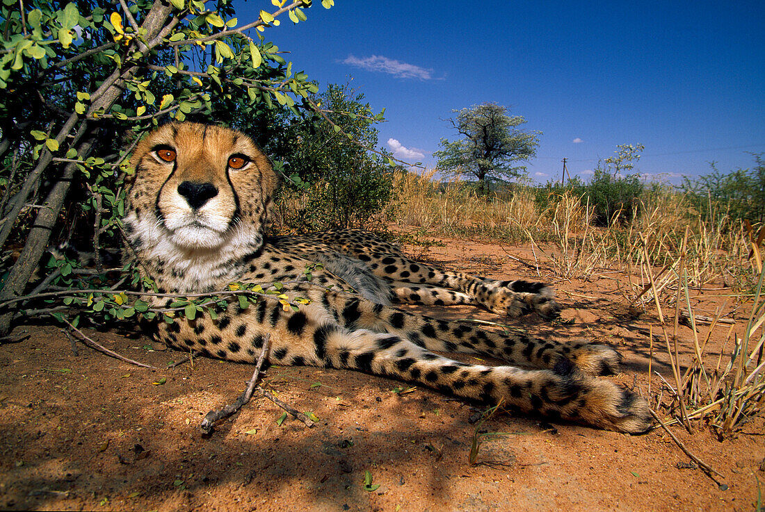 A cheetah resting in the shadow of a bush, Africat Foundation, Okonjima, Namibia, Africa