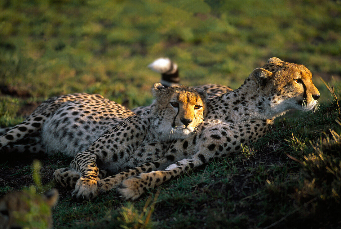 Zwei Geparden liegen im Gras, Massai Mara Nationalpark, Kenia, Afrika