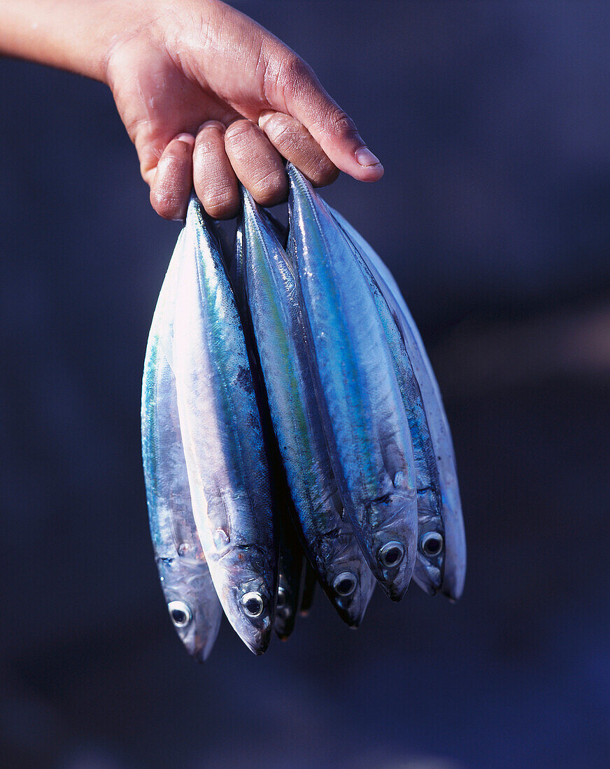 A hand holding mackerels, Cape Verde, Africa