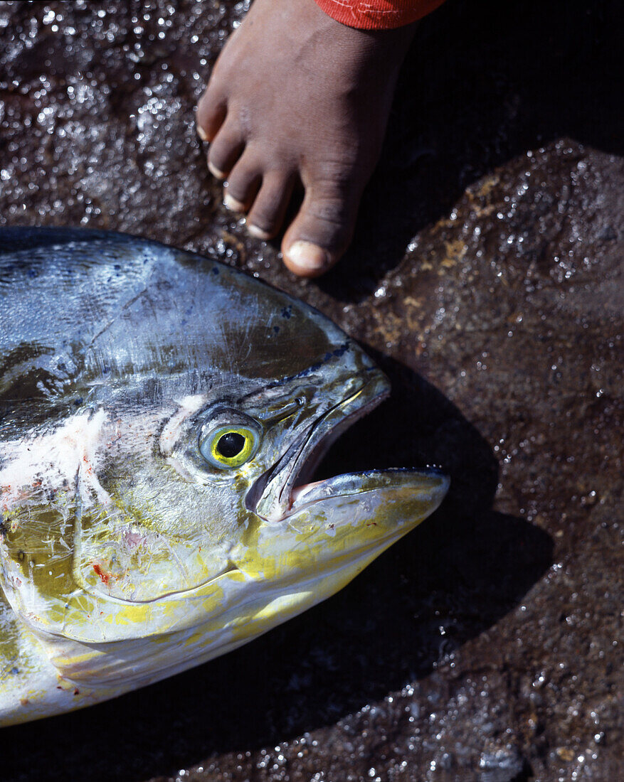 Close up of a fish with child's foot, Cape Verde Islands