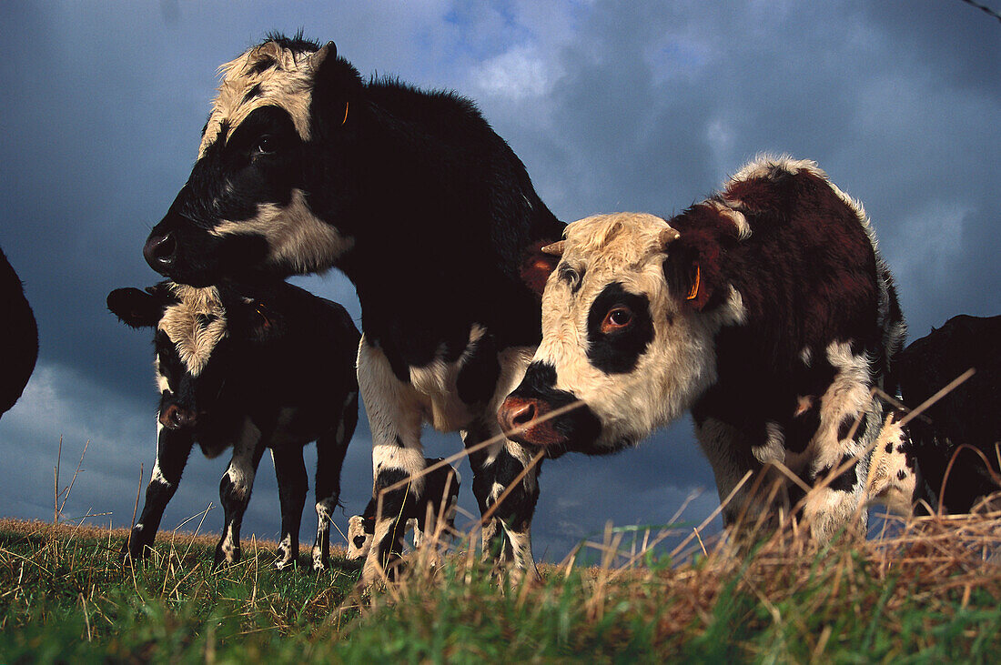 Cows, Pays de Caux, Normandy France