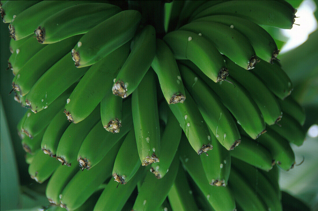 Stalk of bananas at a plantation, Tazacorte, La Palma, Canary Islands, Spain, Europe