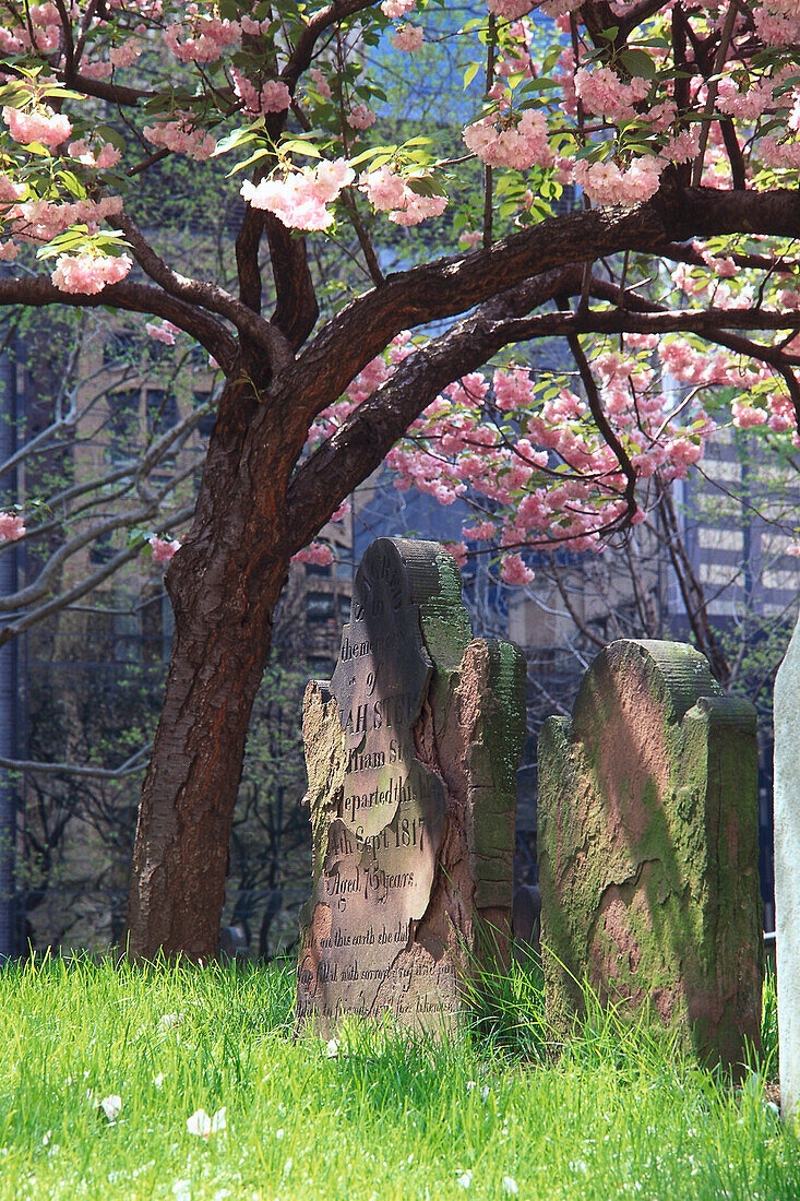 Gravestones under blooming tree, Manhattan, New York, USA, America