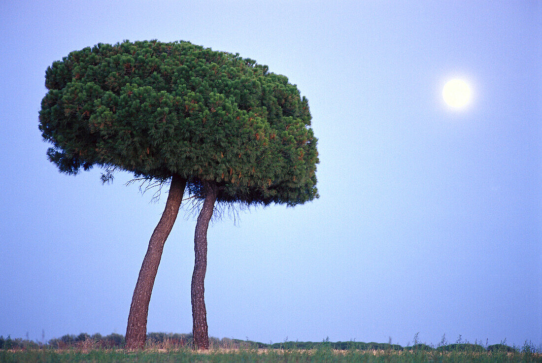 Tree and moon near Tordesillas, Castilla, Spain