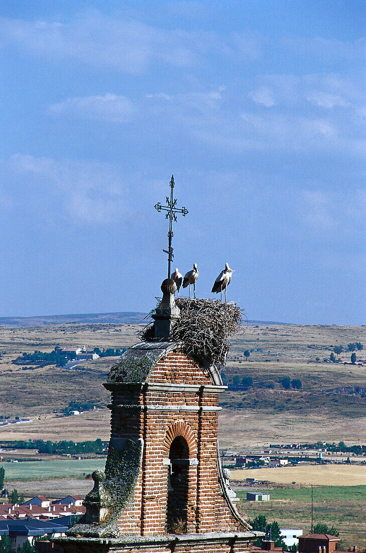 Storchennest auf einem Kirchturm, Avila, Kastilien, Spanien, Europa