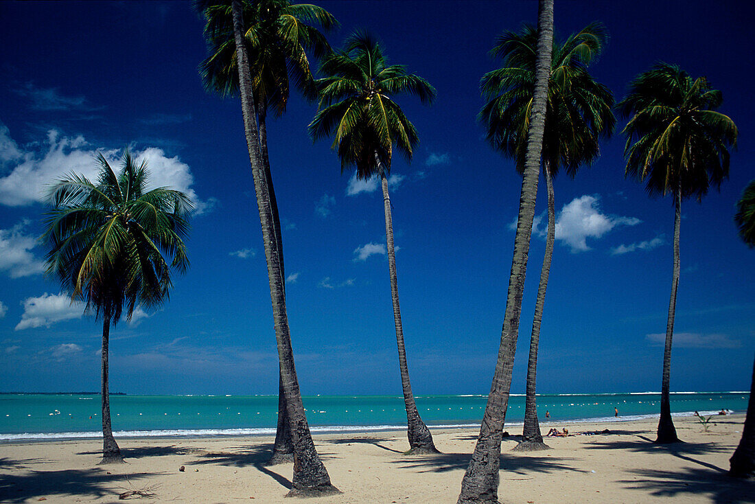 Strand, Seven Seas, Palmen, Puerto Rico Karibik
