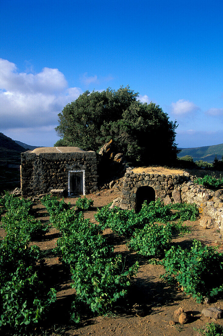 Wine growing, stone house, isle of Pantelleria Italy