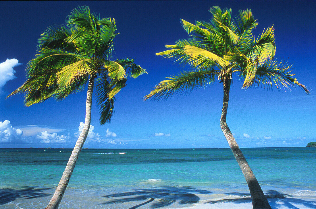 Palm trees on the beach in the sunlight, Las Terrenas, Samana peninsula, Dominican Republic, Caribbean, America