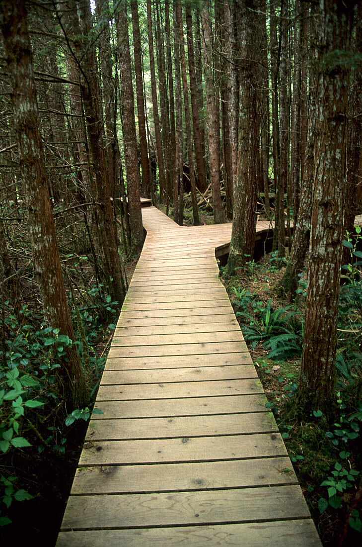 Splitting boardwalk, Pacific Rim Nationalpark, Vancouver Island British Columbia, Canada
