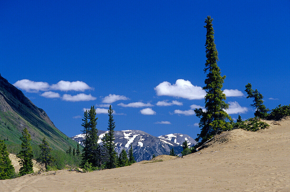 Carcross Wüste unter blauem Himmel, Carcross, Yukon-Territorium, Kanada, Amerika