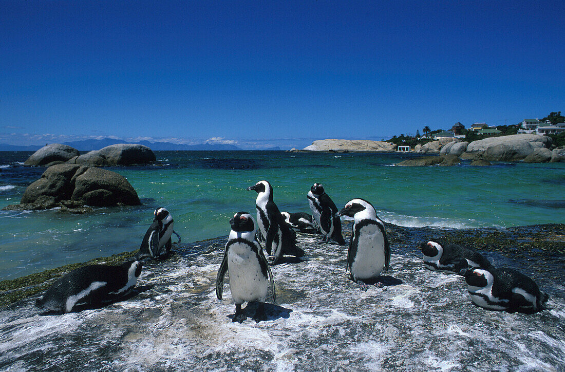 Penguins on a rock in the sunlight, Fishhoek, South Africa, Africa