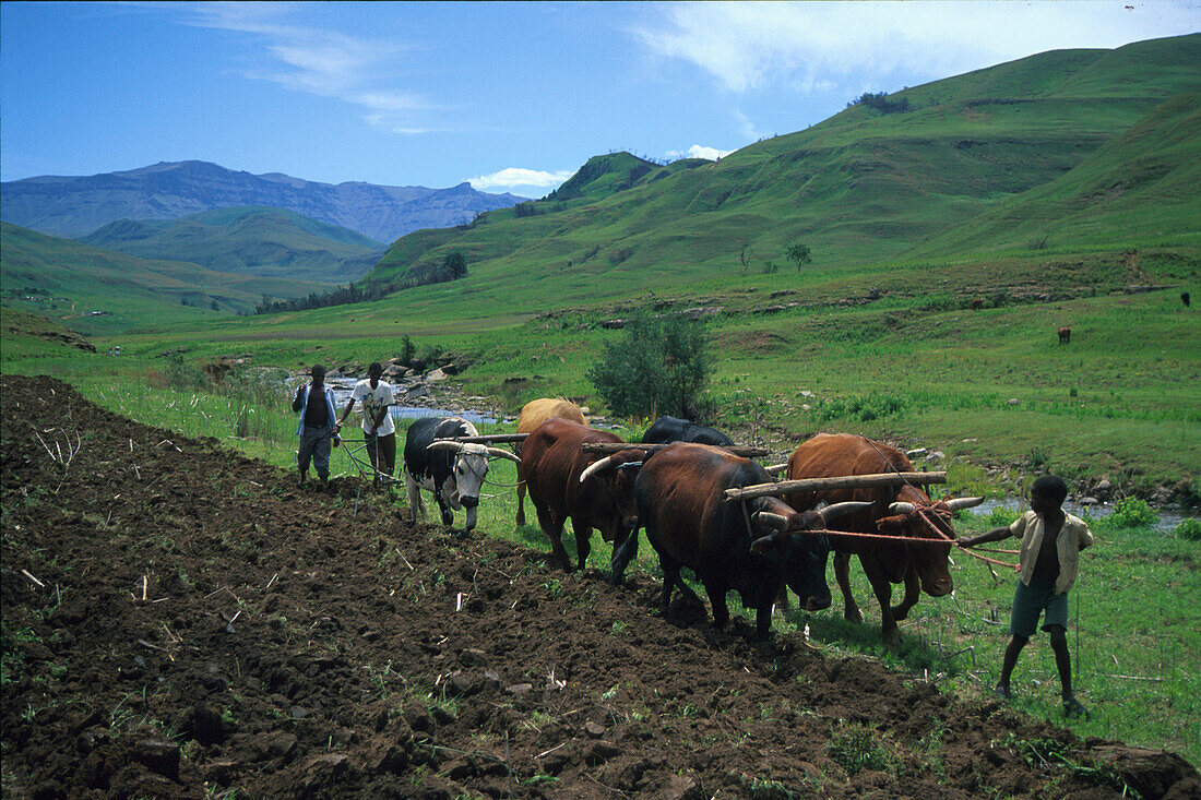 Bauern in Loteni N.P., Südafrika