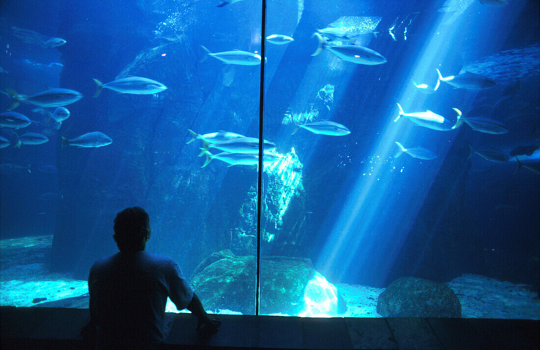 Besucher betrachtet Fische im Two Oceans Aquarium, Kapstadt, Südafrika, Afrika