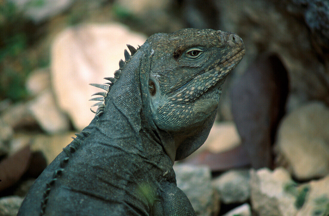 Iguana, close up, Iguana/Niederländ.Antillen/Karibik Niederländische Antillen