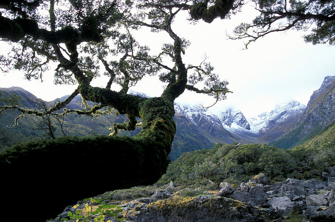 Baum, Routeburn, Mountaspring NP, Qeenstown, Neuseeland