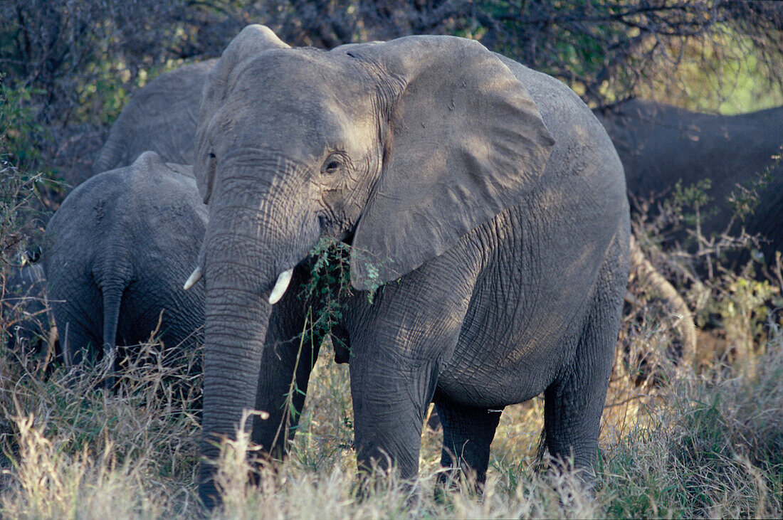 Elefanten, Krueger Nationalpark Suedafrika