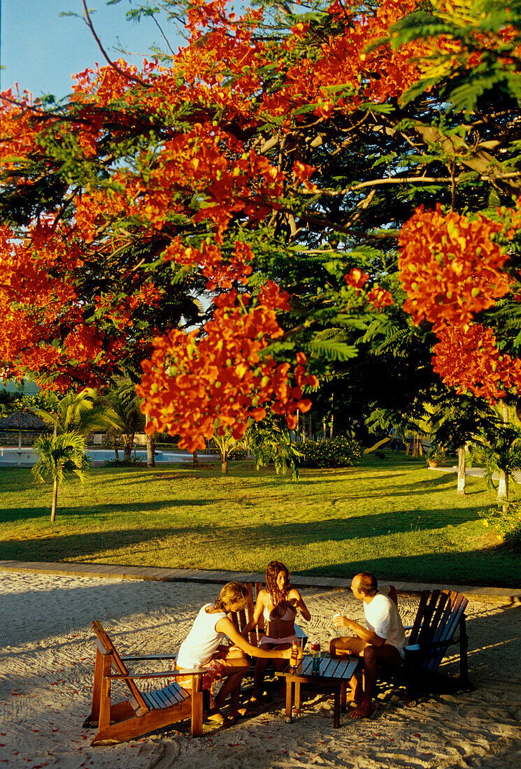 Gäste mit Drinks, Flamboyant-Baum, Curacao Niederländische Antillen