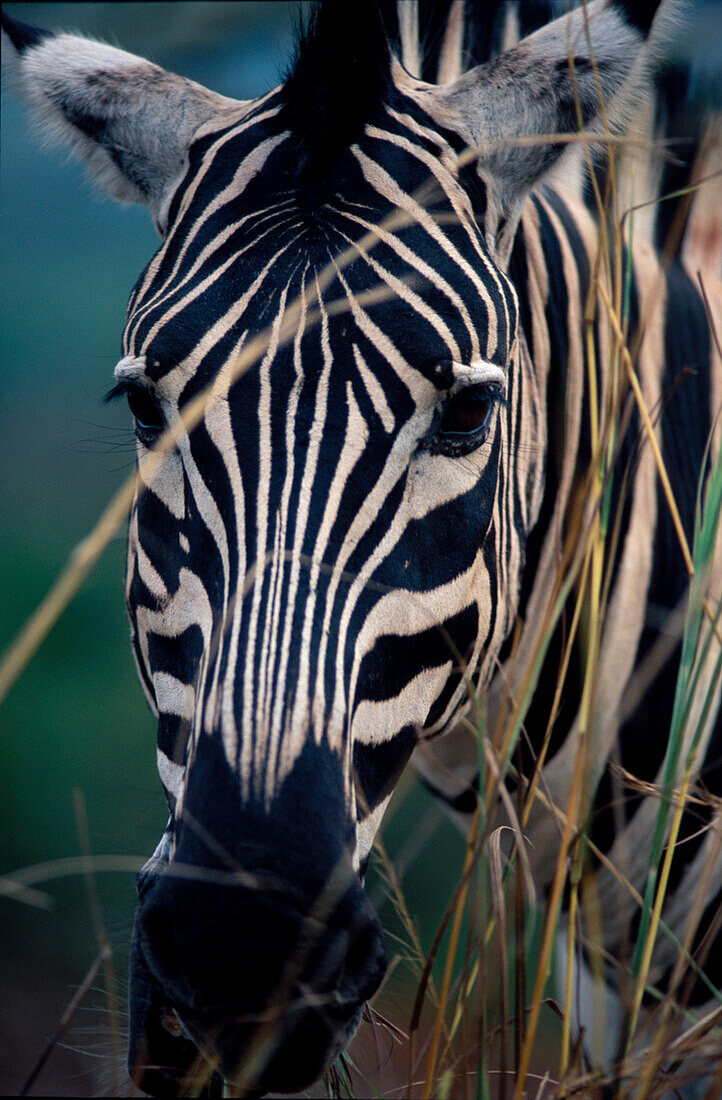 Zebra, Hluhluwe, Umfolozi Park Südafrika