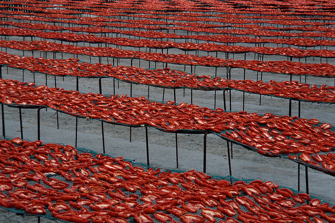 Getrocknete Tomaten, Foggia, Apulien, Italien