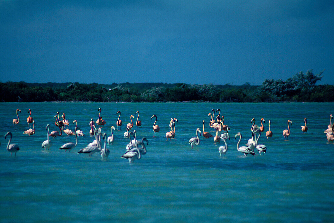 Flamingo-Pond, Insel North Caicos Turks & Caicos Islands